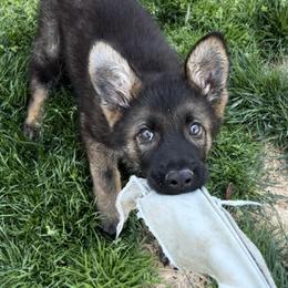 German Shepherd All Grown Up from Z Tykev Vino LLC