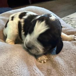 Prancer - Black white and tan male English Springer Spaniel puppy in Mooresville, North Carolina from Third Creek Springers