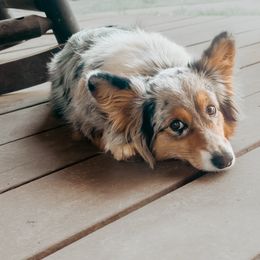 Krystal - American Corgi