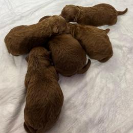 Male 4 - Red  male Poodle puppy in Modesto, California from Oso’s Red Toy, Mini, & Standard Poodles