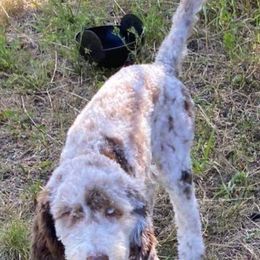Aussiedoodle Puppies from S & L Oodles of Doodles