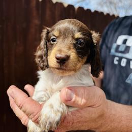 Steve - Chocolate and cream male Dachshund puppy in Altus, Oklahoma from Johnson Prairie Pups