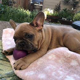 French Bulldog Puppies from Foster Lake Frenchies