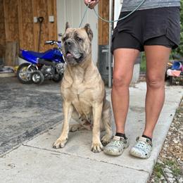 Freya - Cane Corso