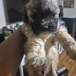 Lucky - Brown and white male Shichon puppy in Pacolet, South Carolina from Kelli's Kennels