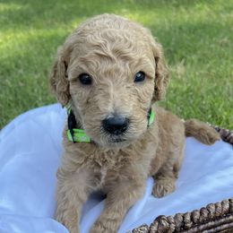 Boy 1 Green Collar - Apricot Goldendoodle puppy in Benton, Arkansas from Cozy Creek Doodles