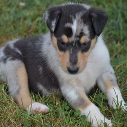 Boy 9 - male Collie puppy in Danville, Pennsylvania from Brookwood Collies, Smooth & Rough
