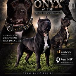 ONYX - American Bully