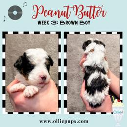 Peanut Butter - Black and white male Bernedoodle puppy in Boiling Springs, South Carolina from OlliePups, LLC
