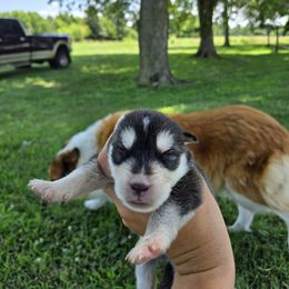 Loki - Black and white male Siberian Husky puppy in Bingham, Illinois from Siberian Instincts Kennel