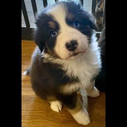 Padmé - Black tri-color female Australian Shepherd puppy in Albany, Georgia from Muckalee Lane Aussies