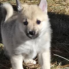 Boy 1 - Wheaten male Norwegian Buhund puppy in Milford, Michigan from Zodiac Ranch