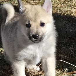 Boy 1 - Wheaten male Norwegian Buhund puppy in Milford, Michigan from Zodiac Ranch