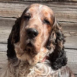Gunner - English Springer Spaniel