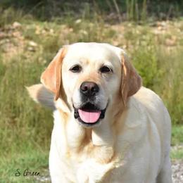 Labrador Retrievers from Candy Labs