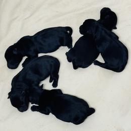 Girl 3 - Black female Scottish Terrier puppy in Scurry, Texas from Starlight Scotties of Texas