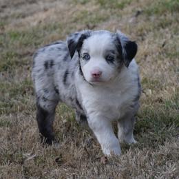Biscuit - Blue merle male Miniature Australian Shepherd puppy in Evant, Texas from Lazy VT Bar Ranch