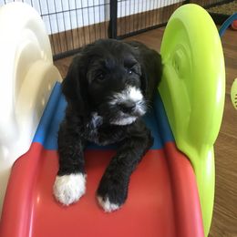 Goldendoodle and Bearded Retriever Puppies from Emma Lee Doodles
