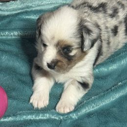 Miniature Australian Shepherd Puppies from Diamond R Aussies
