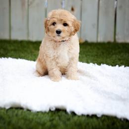 Copper - Red  male Goldendoodle puppy in Boise, Idaho from Goldendoodle Baby