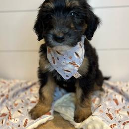 Bordoodle Puppies from Circle R Valley Farms