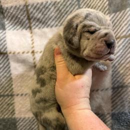 Green collar - Merle male Great Dane puppy in Tyler, Texas from Blessed By Danes