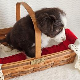 Reverie - Red tri-color female Australian Shepherd puppy in Mountain Grove, Missouri from K Bar H Farms