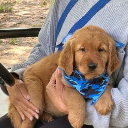 Blue - Dark golden Golden Retriever puppy in Damon, Texas from A & J Golden Retrievers of Texas