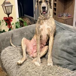Dutchess - Great Dane