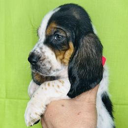 Green - Black white and brown male Basset Hound puppy in Justin, Texas from S&G's Bassets
