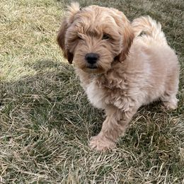 "Male #1 " Goldendoodle Puppies from Desert Sage Doodles