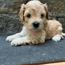 Padme - Pink - Apricot female Schnoodle puppy in Fredericksburg, Virginia from Growing Puppies