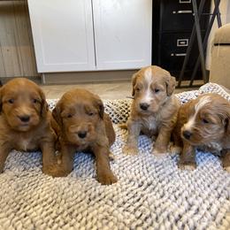 Maple Boy 4 - Apricot male Goldendoodle puppy in Sugarcreek, Ohio from True Hearted Doodles