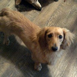 Noah - Dachshund