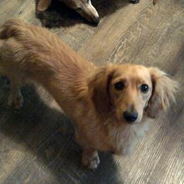 Noah - Dachshund
