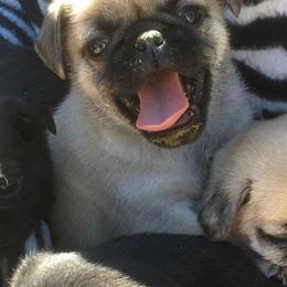 Pugs from Butler Pugs and Frenchies