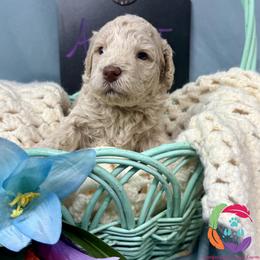 Amber - Cream female Labradoodle puppy in Bowman, Georgia from Companion Creek Farm