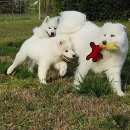Samoyed Puppies from Koukla Samoyeds