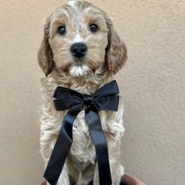 Stellan - Apricot male Australian Labradoodle puppy in Phoenix, Arizona from Luxe Labradoodles