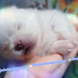 Luxe - White male Pomeranian puppy in Albany, Oregon from Purrs N Poms
