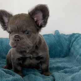 French Bulldogs from Love Ur Frenchie