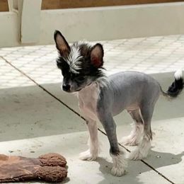 Chihuahua and Chinese Crested Puppies from Western Kentucky Chihuhua and Chinese Crested
