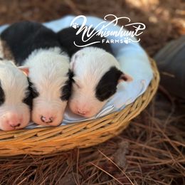 Dash - Black and white male Border Collie puppy in Nashville, Arkansas from Whisenhunt Farms