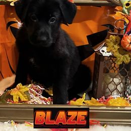 German Shepherd Puppies from Vicki Rohr