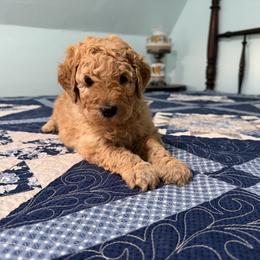 Uncle Si - Red  male Poodle puppy in Fairfield, North Carolina from Leaning T Ranch