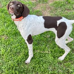 German Shorthaired Pointer Puppies from TTR GSP TopDog Kennels