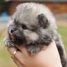 Teddy - Cream sable male Pomeranian puppy in Kingston, Georgia from Southern Charm Poms