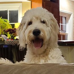Pearl - Goldendoodle