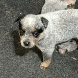 Panda - Blue speckled female Australian Cattle Dog puppy in Wakonda, South Dakota from Glory Ranch Australian Cattle Dogs