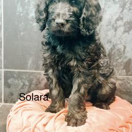 Solara - Chocolate female Goldendoodle puppy in Pasco, Washington from Camp Doodle Woods